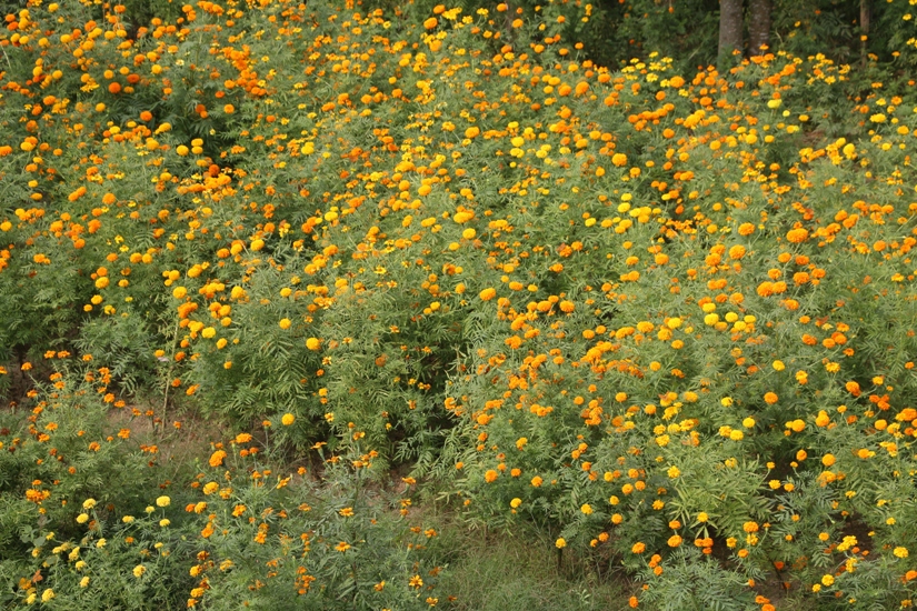 4full-flowers-tihar-2076